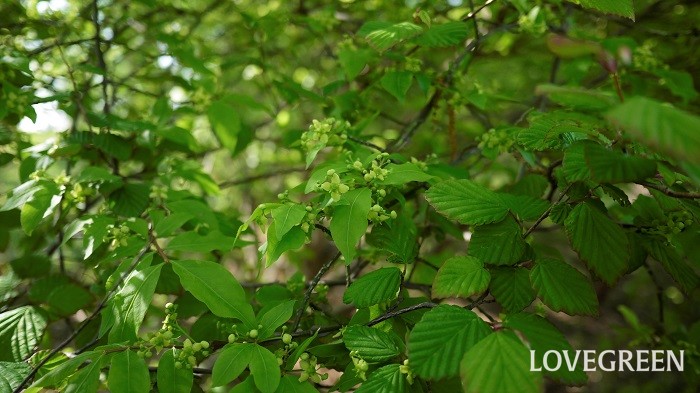 日陰で育てられる植物30種 育てたくなる葉や花が美しい植物を紹介 Lovegreen ラブグリーン