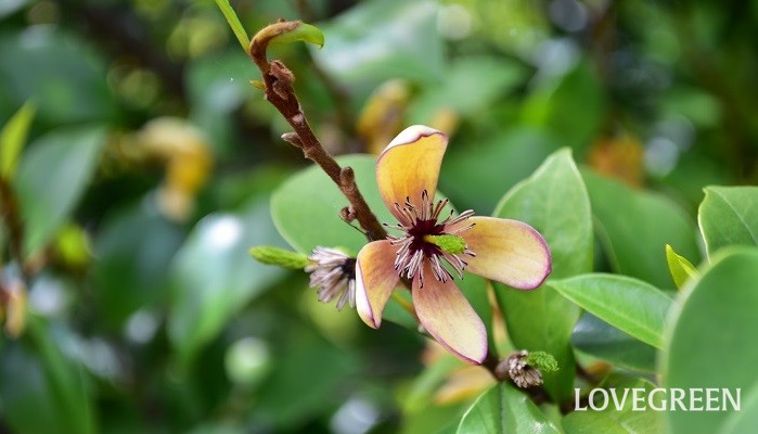 初夏に花が咲く木 甘く爽やかな香りが魅力 カラタネオガタマ Lovegreen ラブグリーン