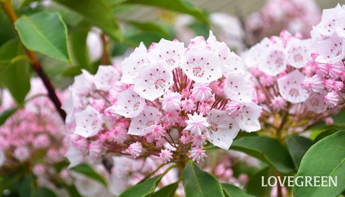 初夏に花が咲く木 お菓子みたいな可愛い花 カルミア Lovegreen ラブグリーン