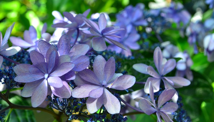 紫陽花 アジサイ の種類 種類ごとの特徴や育て方 魅力を紹介 Lovegreen ラブグリーン