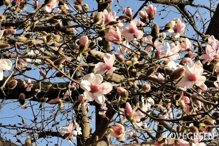 樹高：5~10m 花期：3月~5月、8月（品種による） マグノリアはモクレンの仲間の総称です。多くが落葉樹ですが常緑樹もあります。コブシやモクレン、ハクモクレンなどが街路樹としてよく植えられています。花色は白やピンクなどがあり、どれも芳香があるのが特徴です。仲間のカラタネオガタマは初夏に何とも言えない甘い香りの花を咲かせる上に常緑で育てやすいので、生垣としても人気があります。