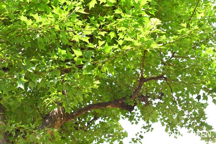 樹高：10m以上 トウカエデはムクロジ科の落葉高木です。夏の光沢のあるグリーンの葉、秋の紅葉と四季を通じて美しい姿を見せてくれます。樹高10m以上になる高木です