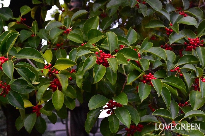 樹高：5~10m 観賞期：10月~12月 クロガネモチはモチノキ科の常緑高木です。樹高は5~10m程度、大きなものは10mを越すものもあります。光沢のあるグリーンの葉が美しい樹木です。秋から冬にかけて真赤な果実を実らせます。クロガネモチの実は食用にはできません。