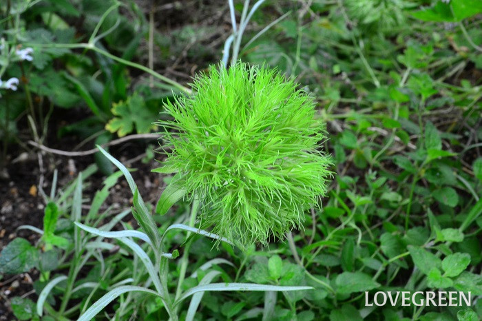 テマリソウの花言葉 種類 特徴 色別の花言葉 Lovegreen ラブグリーン