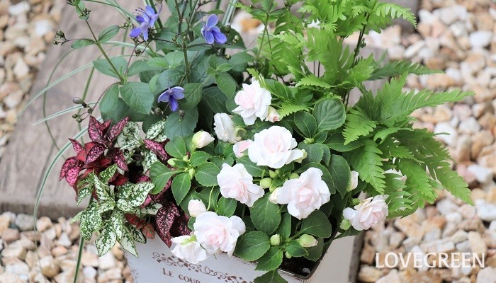 6月の寄せ植えにおすすめの花12選 Lovegreen ラブグリーン