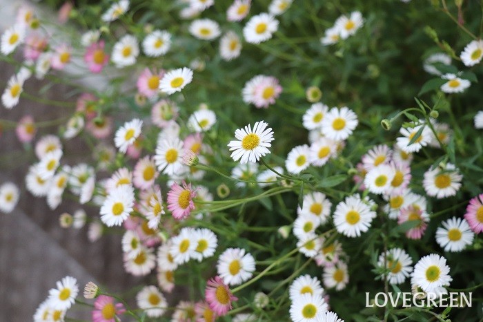 エリゲロンの花言葉 種類 特徴 色別の花言葉 Lovegreen ラブグリーン