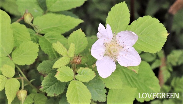 ラズベリーの花言葉や種類、特徴をご紹介！ラズベリーは初夏に白くて可愛い花を咲かせ、花後に赤・黄・紫などの実をつける植物です。実はジャムやお菓子作りに用いられるなど、とても人気があります。