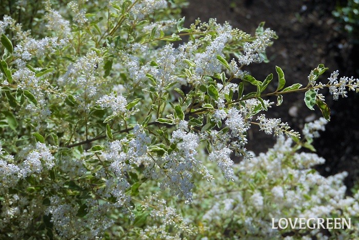 樹高：1~3m シルバープリペッドはモクセイ科の半常緑低木です。刈り込みによく耐えるため、生垣にも好まれます。春に咲く白い花には芳香があります。