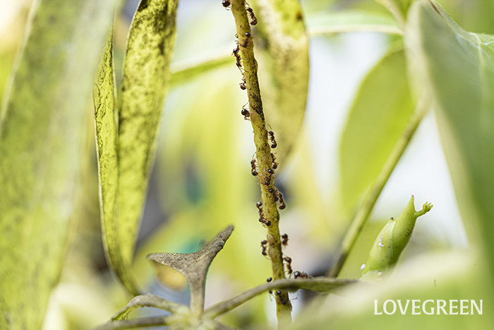 観葉植物の葉柄にカイガラムシが寄生し、すす病が起きている。アリはカイガラムシの甘露を求めて群がっており、右下の新芽部分にはコナジラミらしきものも見える。