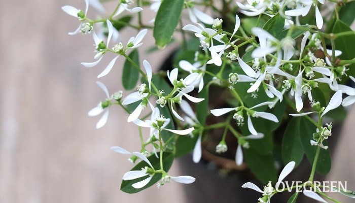 ユーフォルビア・ダイアモンドフロスト 寄せ植えを素敵に仕上げる名脇役プランツ。今回ご紹介するのは「ユーフォルビア・ダイアモンドフロスト」。4月～11月頃に白い小花が咲くトウダイグサ科の非耐寒性低木です。