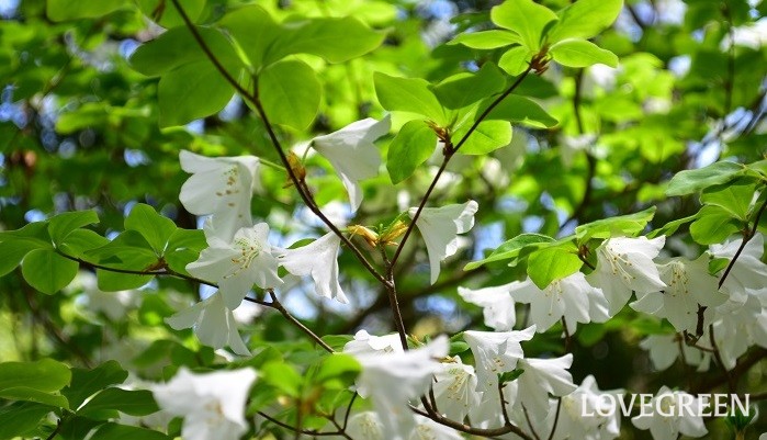 初夏に白い花が咲く木 うつむきがちな清楚な花 ゴヨウツツジ Lovegreen ラブグリーン