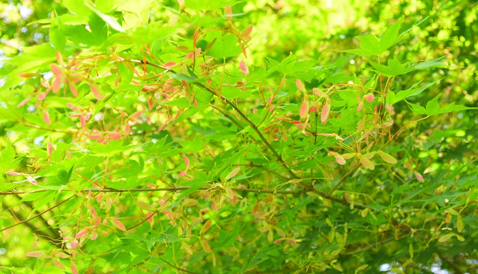 植物の種に注目 モミジやカエデは新緑の季節も魅力がいっぱい Lovegreen ラブグリーン