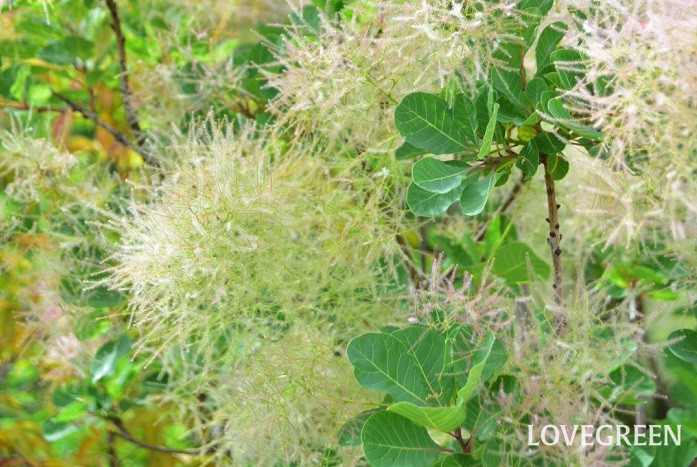 スモークツリーの花言葉 種類 特徴 色別の花言葉 Lovegreen ラブグリーン
