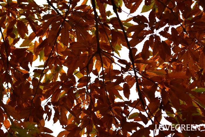 樹高：5~10m コナラは街路樹以外に公園にもよく植えられている落葉高木です。秋にはたくさんのドングリを実らせます。