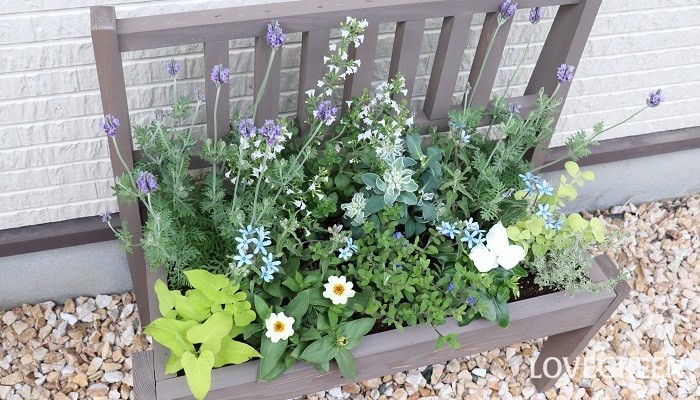 初夏の寄せ植え おすすめの花 作り方と管理のコツ Lovegreen ラブグリーン