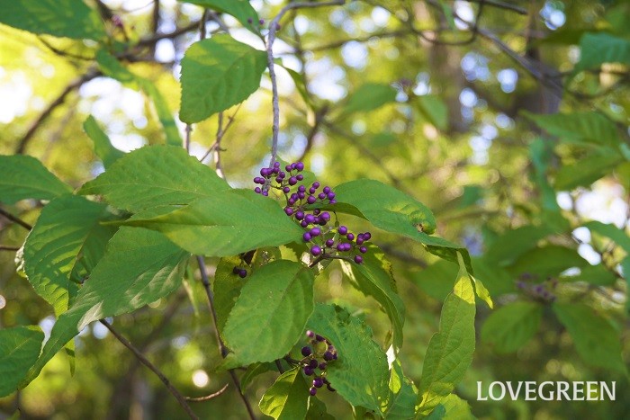 ムラサキシキブは秋に紫色の小さな実を付ける落葉低木です。春に小さなピンク色の花を咲かせます。華奢な枝が美しい庭木です。山野では落葉高木の下などに自生しています。半日陰でよく育ちます。