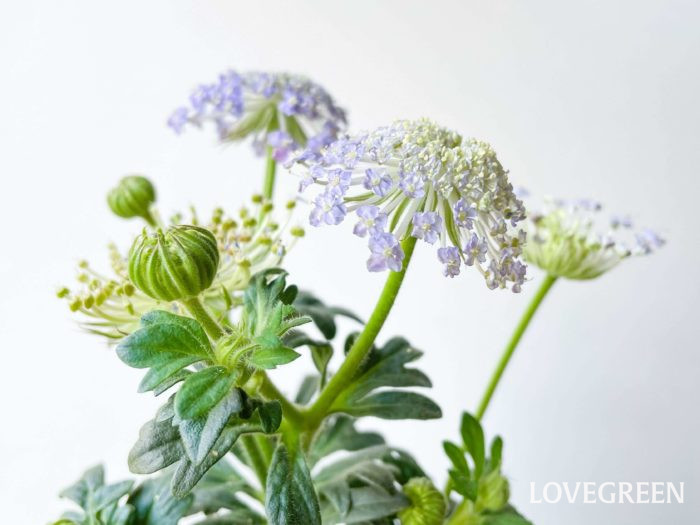 ブルーレースフラワーの花言葉 種類 特徴 色別の花言葉 Lovegreen ラブグリーン