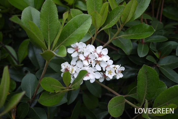 樹高：1~3m シャリンバイは厚みと光沢のある葉が印象的な常緑低木です。春に咲く花は、白く花びらが5枚で梅に似ているため、この名前が付いたと言われています。