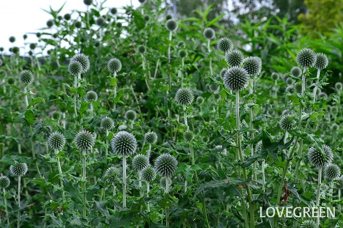 ルリタマアザミの花言葉 種類 特徴 色別の花言葉 Lovegreen ラブグリーン