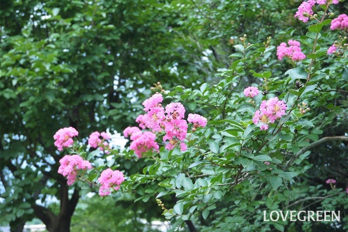 樹高：5~10m 花期：7月~10月 サルスベリはミソハギ科の落葉高木です。サルスベリの名前の由来は、木登りが得意なサルでも滑り落ちるくらい木肌がつるつるとしているからだそうです。サルスベリは別名を百日紅とも言うくらい花期が長いのが特徴です。百日紅の花色は白、淡いピンク、濃いピンク、紫などがあり、いずれも鮮やかな色で人目を惹きます。