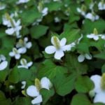 ドクダミについてどれくらい知っていますか？厄介な雑草として扱われがちなドクダミですが、実は薬草として重宝される存在でもあります。ドクダミの効能、メリット、ドクダミ茶の作り方、花の魅力、駆除方法など、ドクダミについて詳しく紹介します。