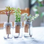 ハイドロカルチャーとは？おすすめの観葉植物や植え替え方法をご紹介