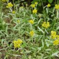 花期：3月~4月 分類：一年草 増え方：種 ハハコグサは黄色の小さな花が可愛らしい一年草です。春の七草のゴギョウとはハハコグサのことです。