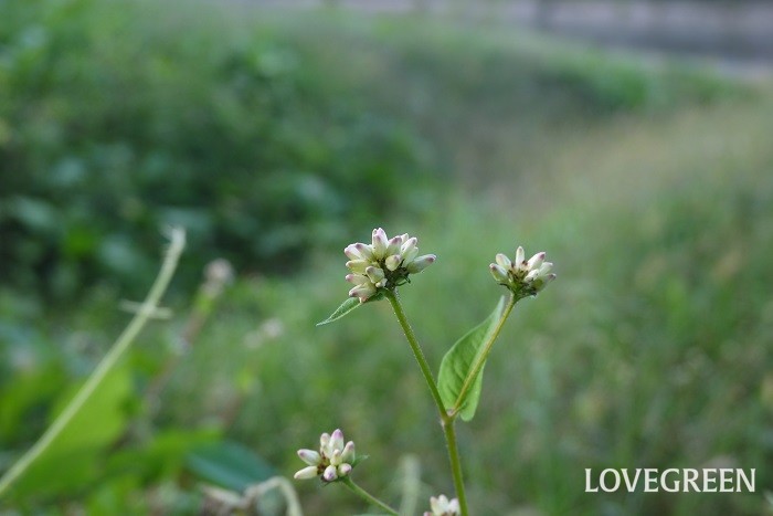 ミゾソバ 花期：9月~11月 分類：一年草 増え方：種 ミゾソバはタデ科の一年草です。ソバの花に似た可愛らしい花を咲かせます。