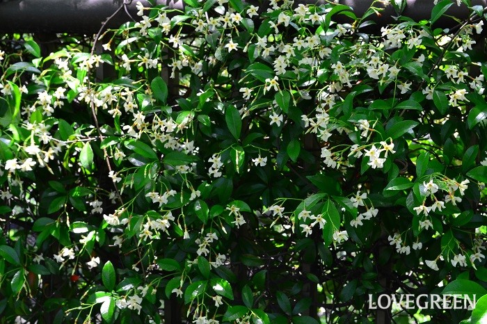 テイカカズラは、日本原産の常緑のつる性植物です。5～6月頃、直径2cm程度の芳香のある花をたわわに咲かせます。必ず誘引を行い、不要な枝は剪定して管理します。誘引をしないと好き勝手なところへ伸びていってしまいます。10m近く伸びるので広いスペース向きのつる性植物です。