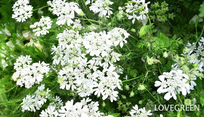 春から初夏の花壇におすすめの草花 オルレア Lovegreen ラブグリーン