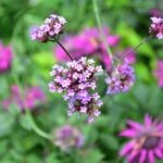 ヤナギハナガサ 三尺バーベナ の育て方 Lovegreen ラブグリーン