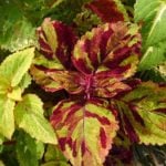 寄せ植えを素敵に仕上げる名脇役プランツ、今回ご紹介するのは「コリウス」。シソ科の非耐寒性一年草です。