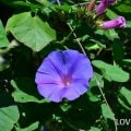 朝顔