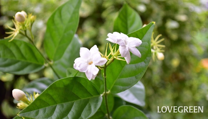 ジャスミンとは 花言葉や育て方 ジャスミンの花や香り 種類 お茶 Lovegreen ラブグリーン
