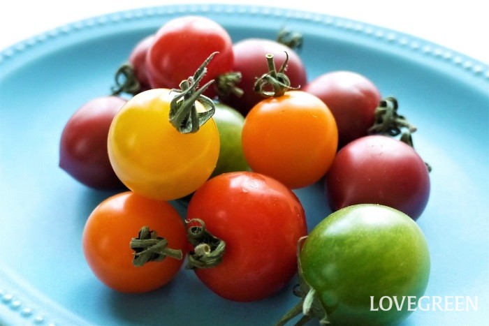 ミニトマトの花言葉 種類 特徴 色別の花言葉 Lovegreen ラブグリーン