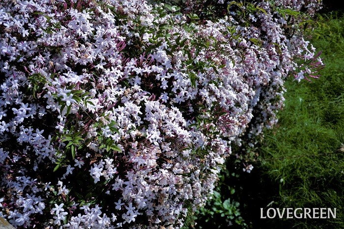 ハゴロモジャスミンの特徴 ハゴロモジャスミンは、春に香りの良い花を咲かせるつる植物です。一重咲きで、花の外側はピンク、開くと内側は白をしています。開花期はつぼみのピンクと、咲いた花の白さが混ざりあって、美しい眺めになります。民家の庭先や公園などでよく見かけます。  ハゴロモジャスミンも芳香がありますが、ジャスミンJasminum sambacとは花も香りも違います。