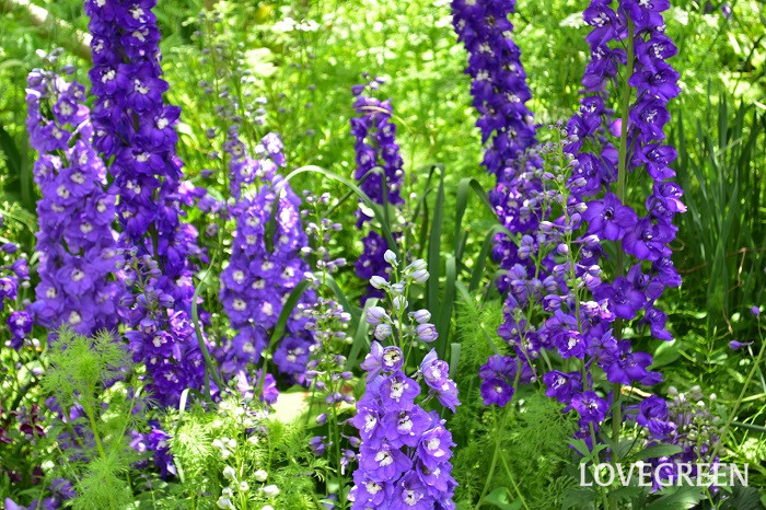 デルフィニウムはブルーを基調とした涼やかな花を咲かせる多年草です。草丈高く、すっと伸びた花茎に縦に連なるように、たくさんの花を咲かせます。花色はブルー、濃いブルー、紫、白、ピンクなどがあります。草丈2m程まで大きくなる品種もあります。日本では夏を越せずに枯れてしまうため、一年草として扱われます。