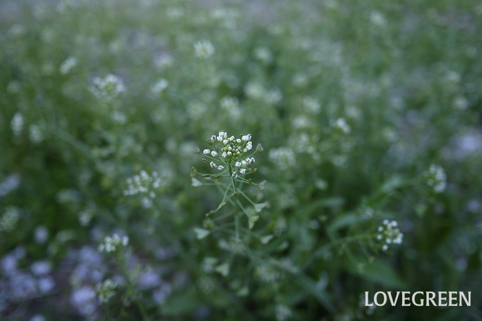 花期：3月~4月 分類：一年草 増え方：種 ナズナは別名ペンペン草とも呼ばれる一年草です。小さな白い花と茎の途中につく種子が可愛い草花です。ドライフラワーにしても楽しめます。