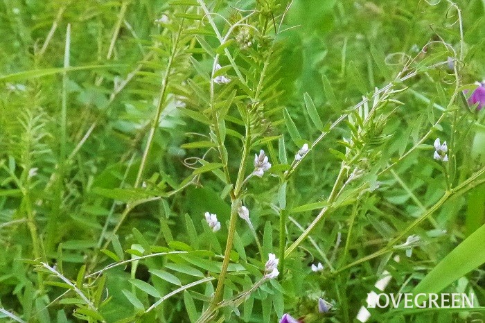 花期：3月~4月 分類：一年草 増え方：種 スズメノエンドウは小さな白に近い薄紫色の花を咲かせるマメ科の一年草です。カラスノエンドウと同じく緑肥になります。草丈低くふわっとした茂みの中に小さな花をかすみのように咲かせます。
