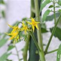 ミニトマトの花言葉や種類、特徴をご紹介！ミニトマトは初夏から晩夏に、黄色い花を咲かせます。花後につく小さな緑色の実は赤や黄色に熟し、甘酸っぱい味がします。