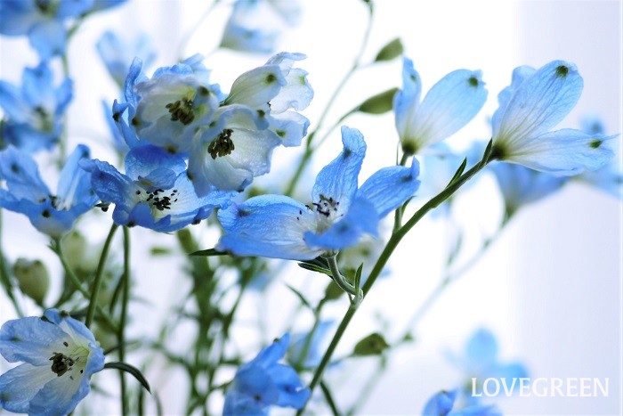 学名：Delphinium 科名・属名：キンポウゲ科デルフィニウム（オオヒエンソウ）属 分類：多年草（日本では一年草） デルフィニウムの特徴 デルフィニウムはブルーを基調とした涼やかな花を咲かせる多年草です。草丈高く、すっと伸びた花茎に縦に連なるように、たくさんの花を咲かせます。花色はブルー、濃いブルー、紫、白、ピンクなどがあります。草丈2m程まで大きくなる品種もあります。日本では夏を越せずに枯れてしまうため、一年草として扱われます。