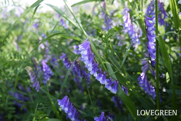 ナヨクサフジ 花期：4月~5月 分類：一年草 増え方：種 ナヨクサフジはマメ科の一年草です。濃い紫色の印象的な花を咲かせます。株で大きくなるので、花盛りの時には紫色の塊のようになります。ナヨクサフジも緑肥になります。