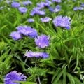 ボタニカルとは|意味やオーガニックとの違いを紹介