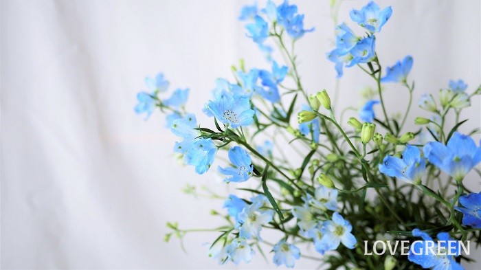 青い花が印象的なデルフィニウムについて、育て方、花咲く季節、花言葉、種類、ドライフラワーや切り花まで。デルフィニウムについて詳しく紹介しています。