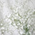 可憐な小花、かすみ草。かすみ草の育て方から飾り方まで、さらに花咲く季節や出回り時期、日本語と英語の花言葉、英語の名前、ドライフラワー、育て方、かすみ草の種類など。かすみ草について詳しく紹介します。