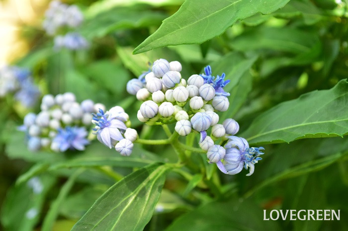 常山アジサイの花は、複数の花が球状になっていて、サイズは山アジサイくらいです。粒々のかわいらしいつぼみは、いっぺんに咲くのではなく、少しずつ開花していきます。花弁は限りなく白に近い淡いブルー、しべ付近の中心は深いブルー、ブルーのグラデーションが素敵な花です。