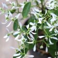 ユーフォルビア・ダイアモンドフロストの花言葉や種類、特徴をご紹介！ユーフォルビア・ダイアモンドフロストは、雪のような繊細な花が次々と咲く低木。寒さに弱いので一年草のように扱われて寄せ植えや花壇に用いられています。