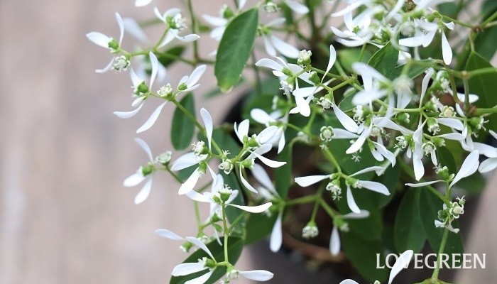 ユーフォルビア ダイアモンドフロストの花言葉 種類 特徴 色別の花言葉 Lovegreen ラブグリーン