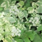 エゴポディウム・バリエガータ（斑入りイワミツバ）の育て方・栽培方法