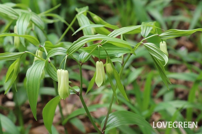 ホウチャクソウは、4月～5月頃に白から緑のグラデーションが美しい花を咲かせます。日本全国の山林に分布している宿根草です。食用の山菜として食べられているアマドコロに似ていますが、ホウチャクソウは茎の先端に花をつけるのに対し、アマドコロは茎の途中に花をつけます。ホウチャクソウは有毒成分を含むため食べられません。ホウチャクソウは摘むと独特の臭いがするため見分けることができます。斑入りの葉がきれいなホウチャクソウも園芸品種として出回っています。